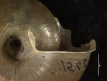 Media type: image; Malacology 156671   Description: ventral image of shell;